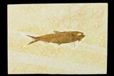 Detailed Fossil Fish (Knightia) - Wyoming #155502-1